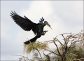 Anhinga;Flight;Anhinga-anhinga;Flying-bird;One-animal;Close-up;Color-image;nobod
